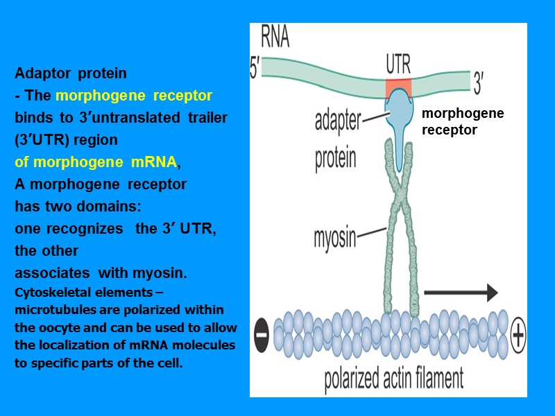 Adaptor protein - The morphogene receptor binds to 3’untranslated trailer (3’UTR) region Adaptor protein - The morphogene receptor binds to 3’untranslated trailer (3’UTR) region